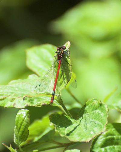 Pyrrhosoma nymphula